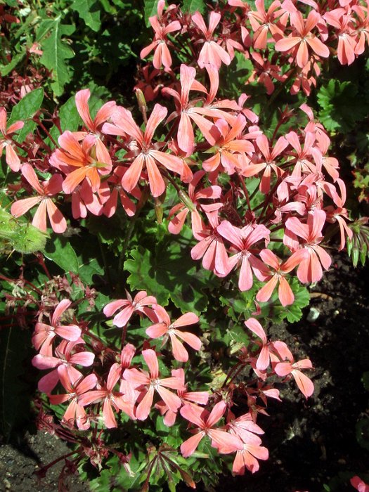 Pelargonium x 'Ville de Berne rose'